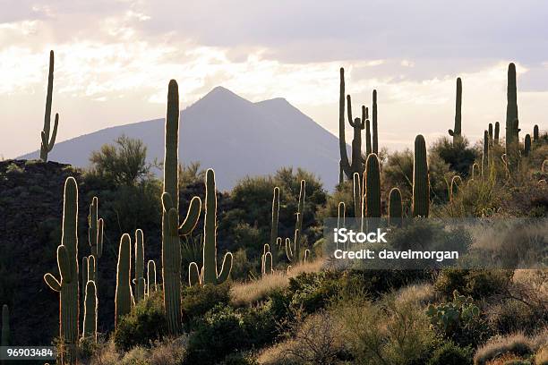 Retroiluminado Cena Do Deserto - Fotografias de stock e mais imagens de Deserto - Deserto, Arizona, Cato