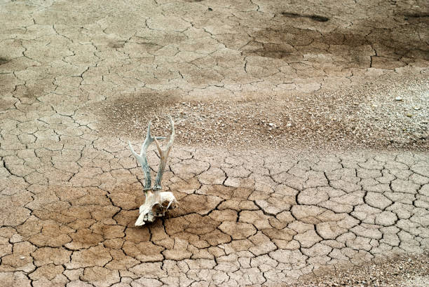 fondo - tierra muerta - animal skull drought animal bone dry fotografías e imágenes de stock