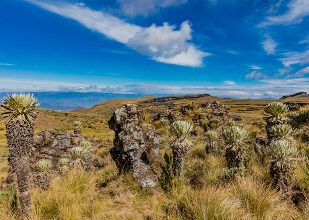 istock Paramo de Oceta Espeletia Frailejones Mongui Boyaca Colombia 969035238