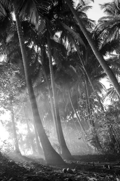 istock Monochrome jungle with palms in morning fog 969035328