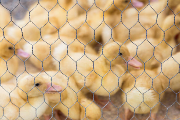 Close up of small cute newborn chicks in captivity Close up view of a large collection of newborn chicks. The chicks are small and cute and soft and yellow. The chicks are caged behind wire mesh. Room for copy space. battery hen stock pictures, royalty-free photos & images
