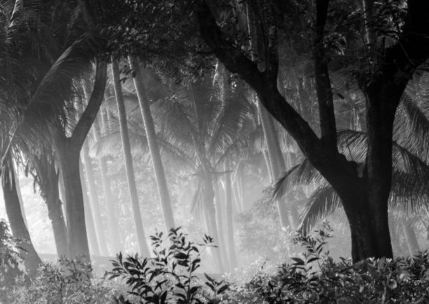 istock Monochrome jungle with palms in morning fog 969035512