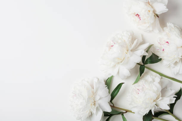 istock Beautiful white peony flowers bouquet on pastel table top. Flat lay style. 969035978