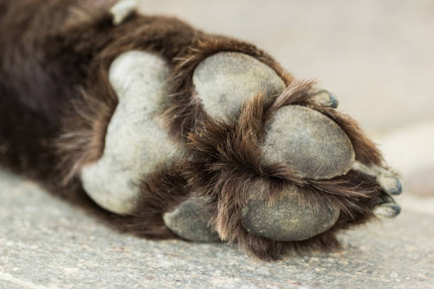 istock Paw of an old brown Labrador Retriever 969038496