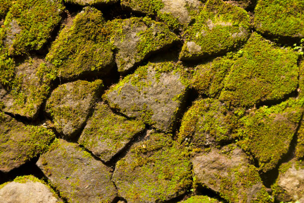 istock Old boulder Moss wall background volcanic la reunion, Guatemala. 969038590