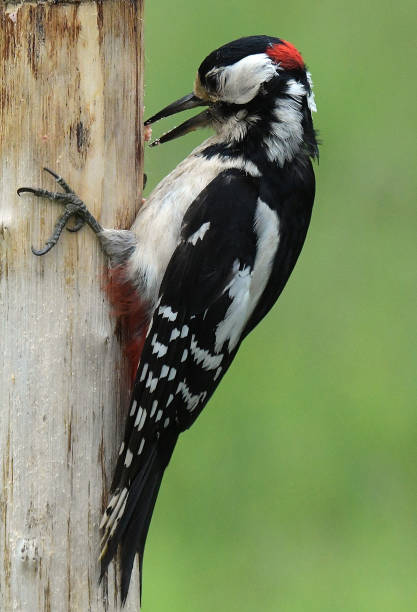 istock Great Spotted Woodpeckers 969039042