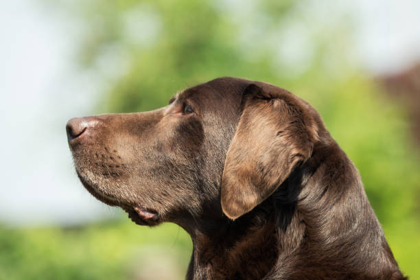 istock Head of an old brown Labrador Retriever 969039528