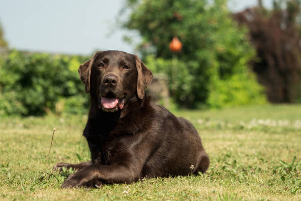 istock An old brown Labrador Retriever in the garden 969039890