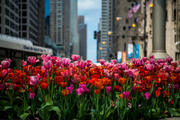 istock Tulips in the city 969042242