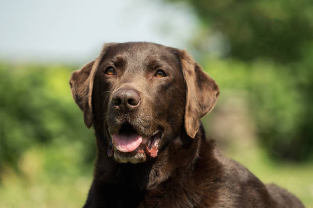 istock Head of an old brown Labrador Retriever 969042266