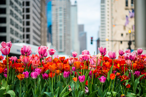 Tulip gardens in Chicago downtown streets