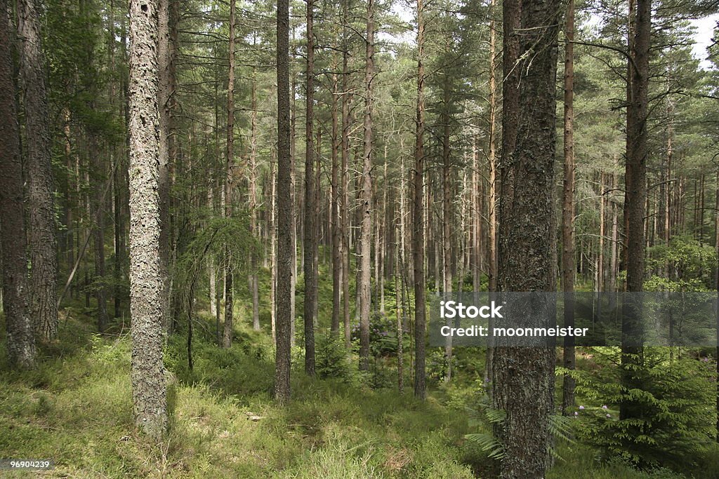 Pino silvestre foresta - Foto stock royalty-free di Albero