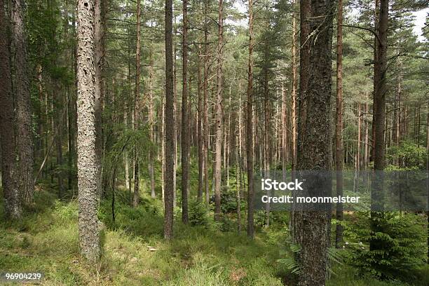 Pino Silvestre Foresta - Fotografie stock e altre immagini di Albero - Albero, Ambientazione esterna, Arboreto