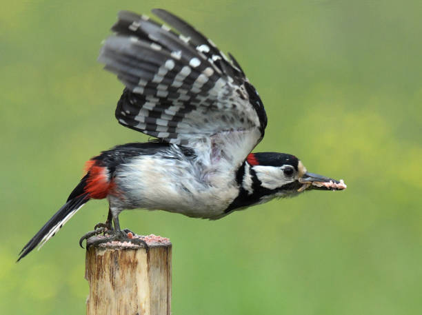 istock Great Spotted Woodpeckers 969043456