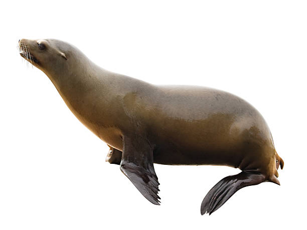Furry brown baby sea lion on black lava rock in galapagos islands ecuador
