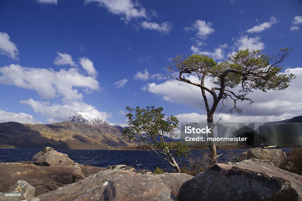 tree and slioch  Boulder - Rock Stock Photo