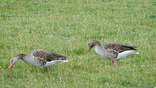 istock Grey Goose Family 969048768