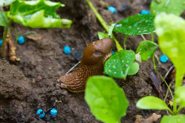 Macro of a slug eating snail grain in a garden bed
