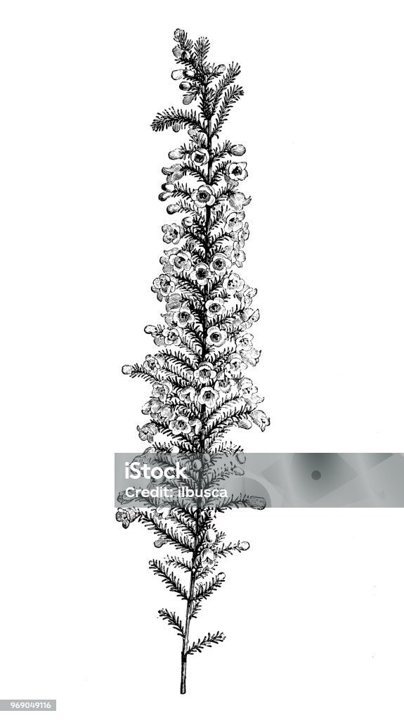 Botany plants antique engraving illustration: erica persoluta alba Heather stock illustration