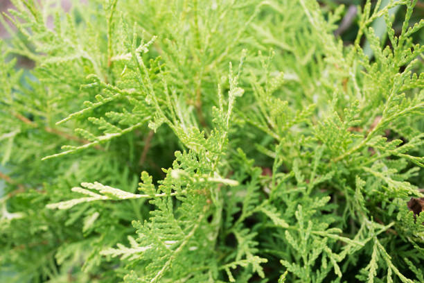istock Thuja occidentalis. Green background. Nature, outdoors 969052372