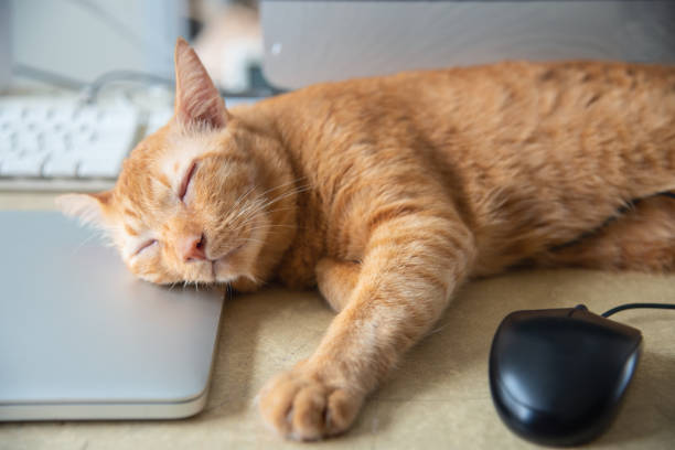 istock Yellow Cat sleeping over a laptop on on work desk 969052682