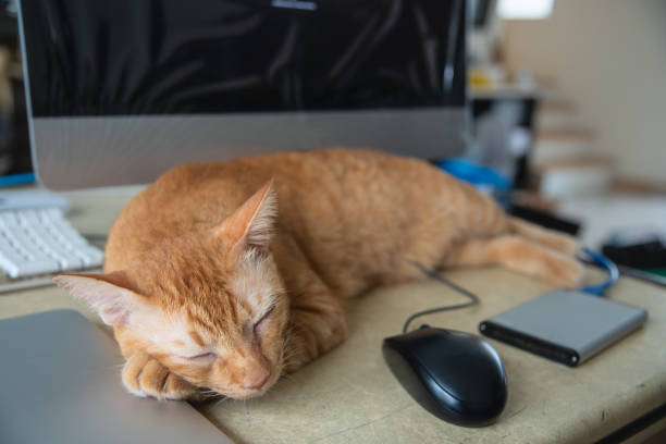istock Yellow Cat sleeping over a laptop on on work desk 969052732