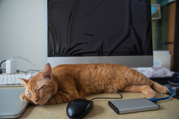 istock Yellow Cat sleeping over a laptop on on work desk 969052746