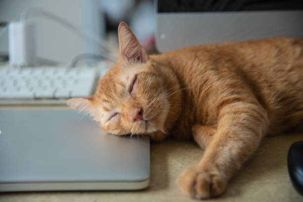istock Yellow Cat sleeping over a laptop on on work desk 969052802