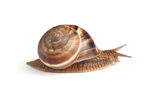 istock Burgundy snail isolated on white background 969053366
