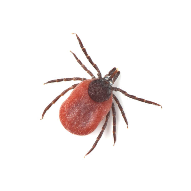 istock Male of tick isolated on white background 969053368