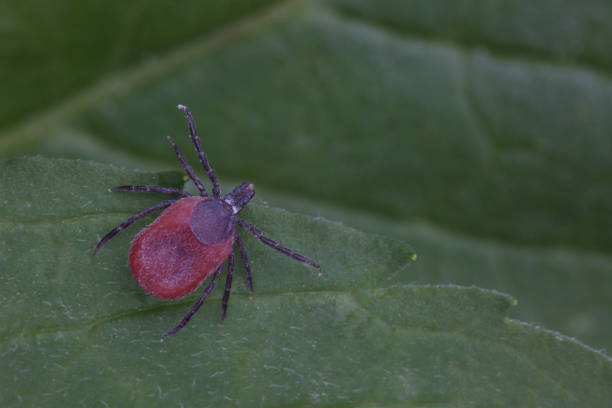 istock Male of tick sits on leaf. Closeup 969053436