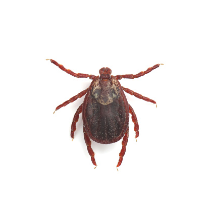 Male of tick isolated on white background
