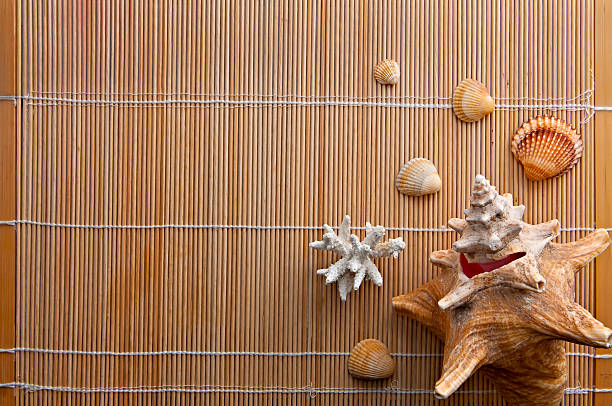 At the SPA, Shells and Corals on Bamboo, with Copyspace stock photo