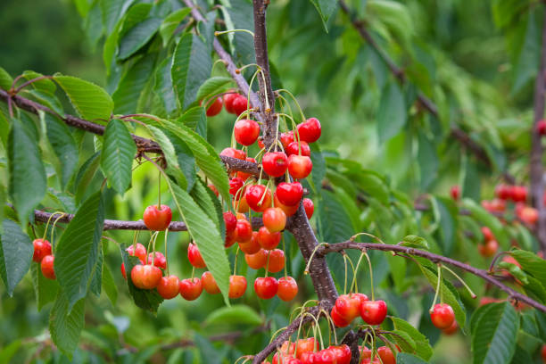 istock Cherry branch , ripe cherries blurred background 969055892
