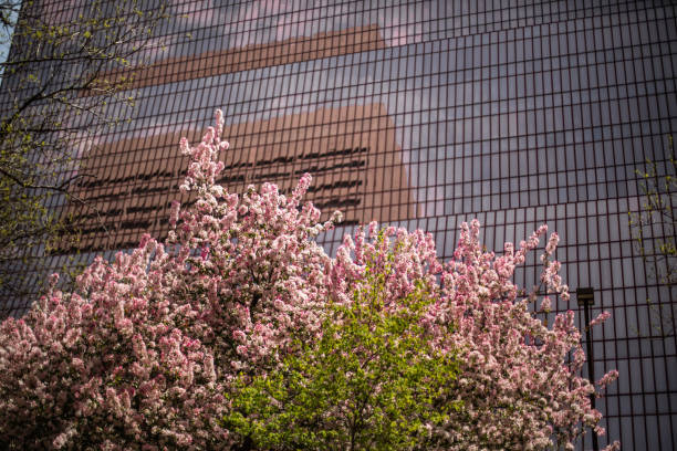 spring bloom with blue sky