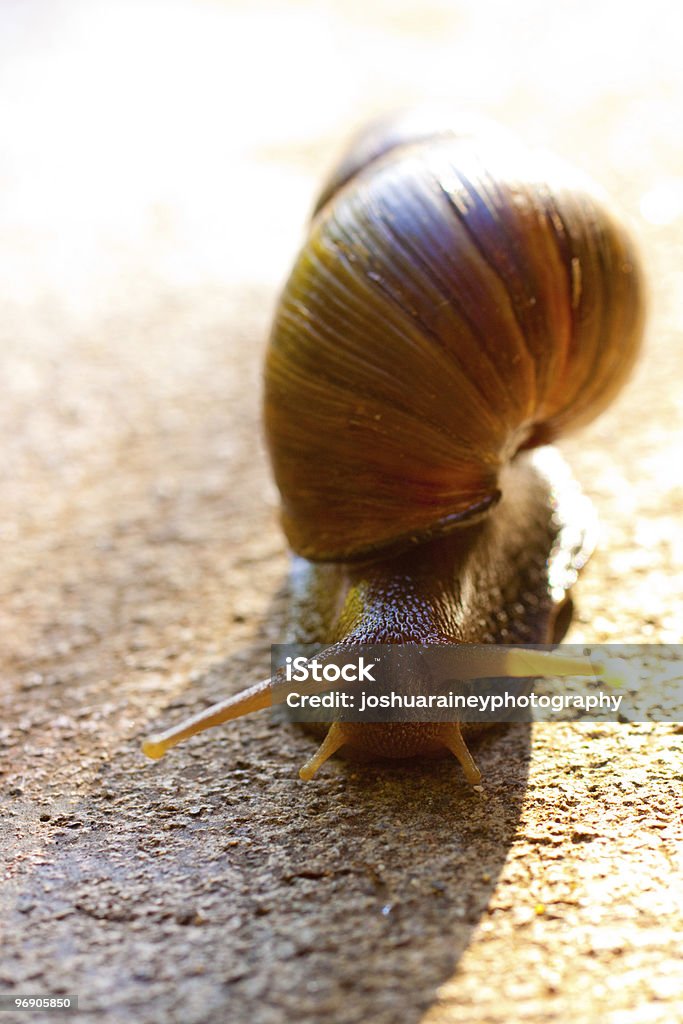 Snail Macro  Animal Stock Photo