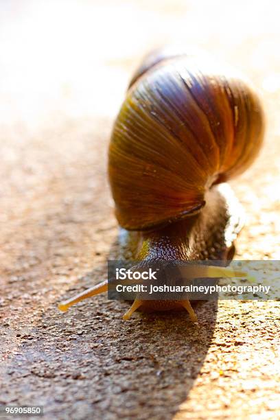 Snail Macro Stock Photo - Download Image Now - Animal, Animal Shell, Close-up