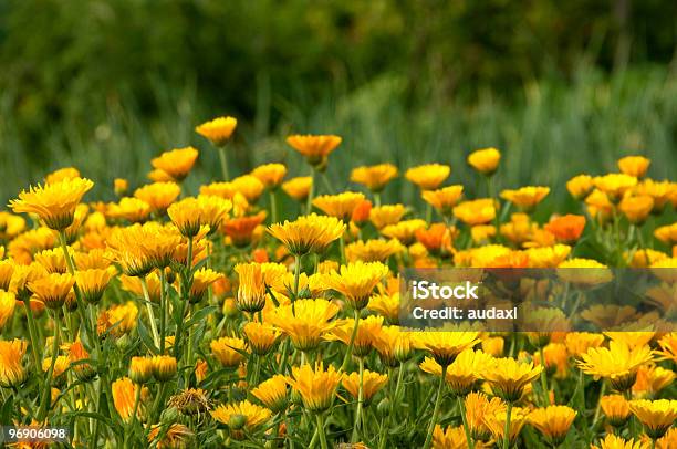 Marigold 01 Stock Photo - Download Image Now - Body Care, Color Image, Daisy Family