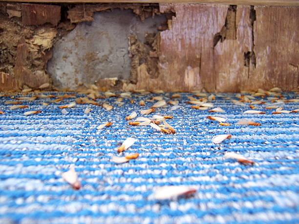 Damage caused by Termites (series)  termite photos stock pictures, royalty-free photos & images