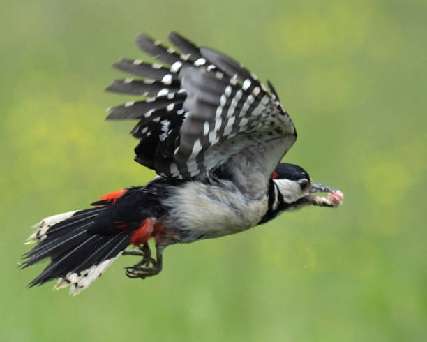 istock Great Spotted Woodpeckers 969063236