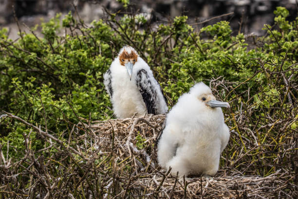 istock Young Great Frigates, Galapagos Island 969063378