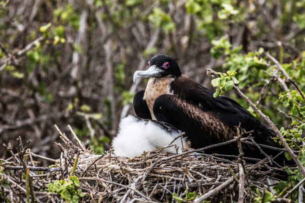 istock Great Frigate, Galapagos Island 969063546
