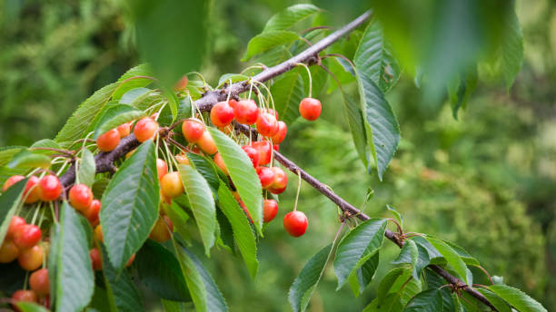 istock Cherry branch , ripe cherries blurred background 969067072