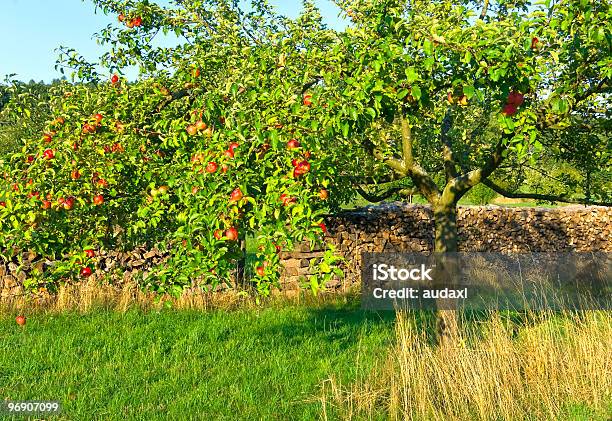 Albero Di Mele Rosse - Fotografie stock e altre immagini di Agricoltura - Agricoltura, Albero, Albero da frutto