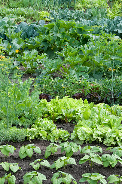 istock Allotment garden with several kinds of plants growing 96907340