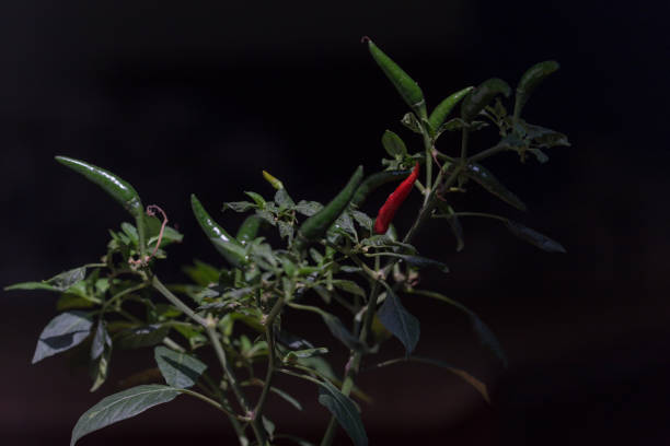 istock Green Pepper on the branch 969073950