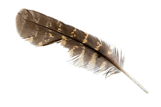 istock Pen of Nightjar, Goatsucker (Caprimulgus europaeus) 96907604
