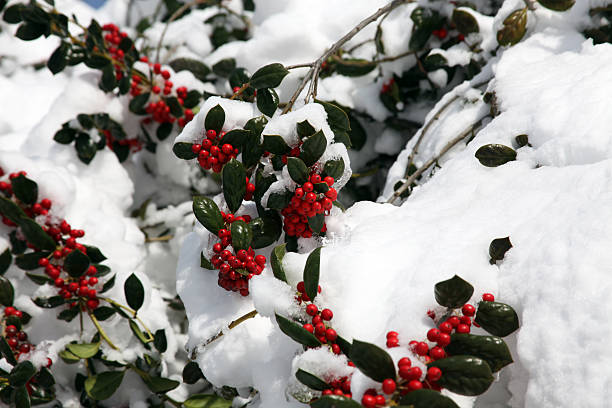 인공눈 호랑가시나무 ii - winterberry holly 뉴스 사진 이미지