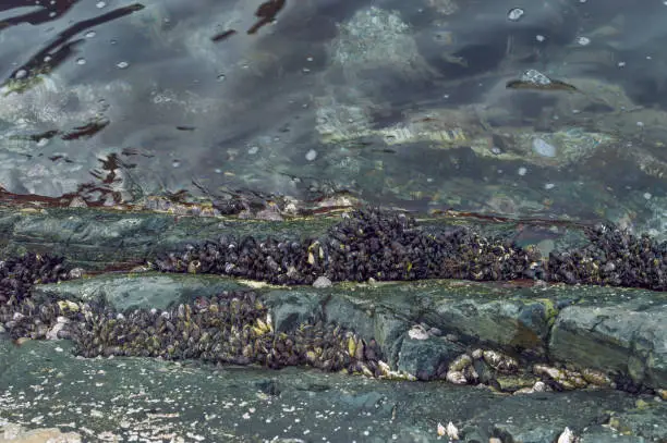 close up view of colony of marine molluscs on the rocks in clear sea water
