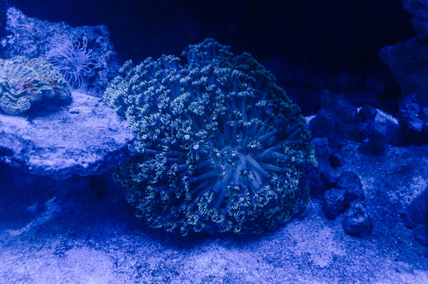 istock close up view of underwater anemone in blue light background 969077082